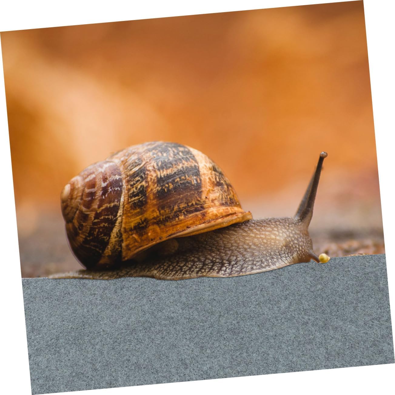 2pcs Reptile Mat Cushion Substrate Liner Washable Pet Carpet for Terrarium for Lizards Snakes Turtles and More -Absorbent Design