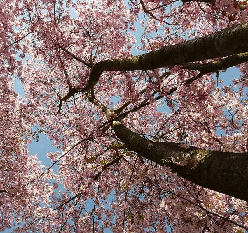 Miniatura 5 de 1-1000 piezas de semillas de cerezo con flores japonesas blancas Hill Prunus Serrulata 0146 (5+ semillas)