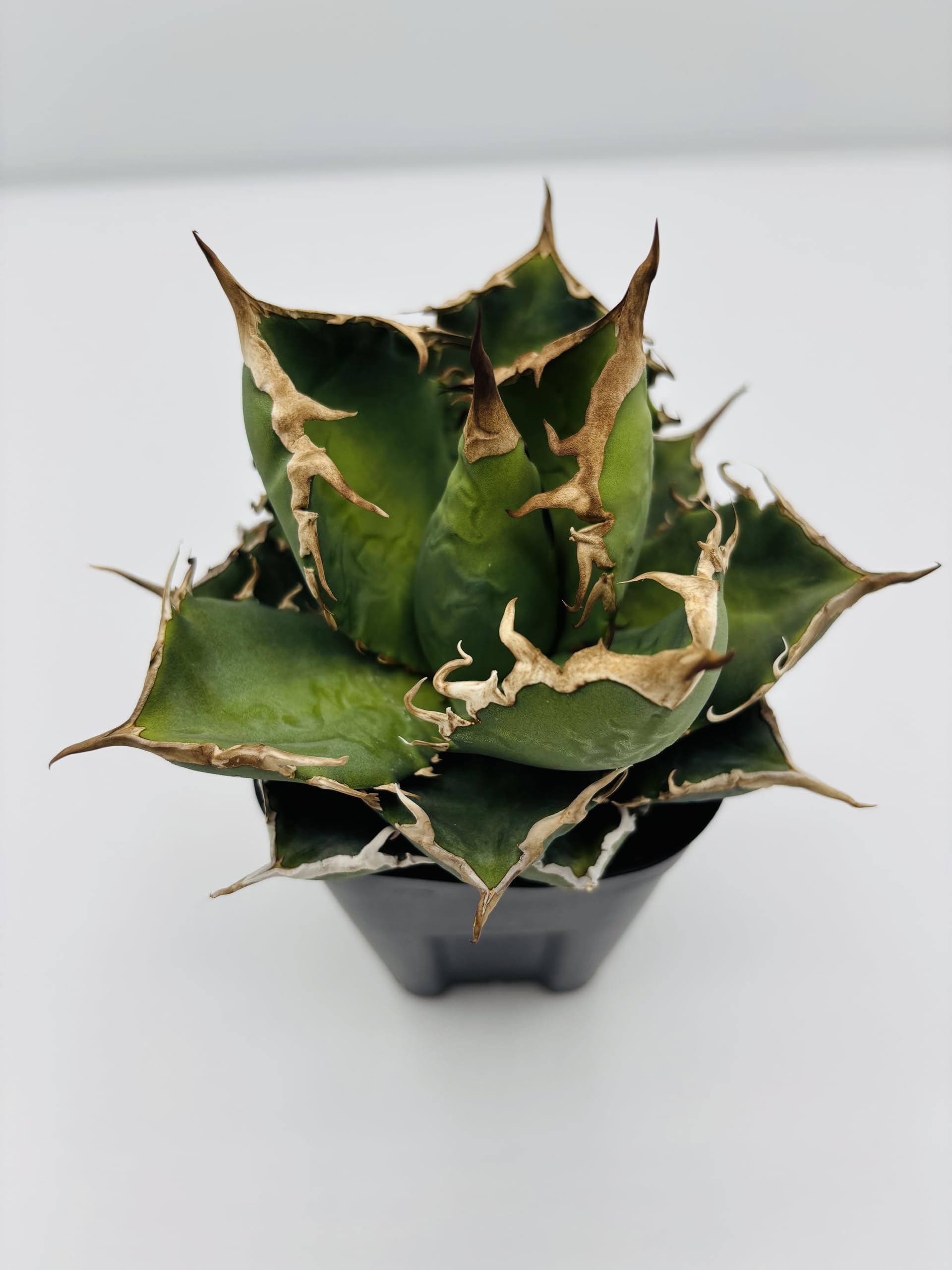 Amazon｜アガベ チタノタ 黒犀牛/Agave titanota 'Black Rhino/観葉