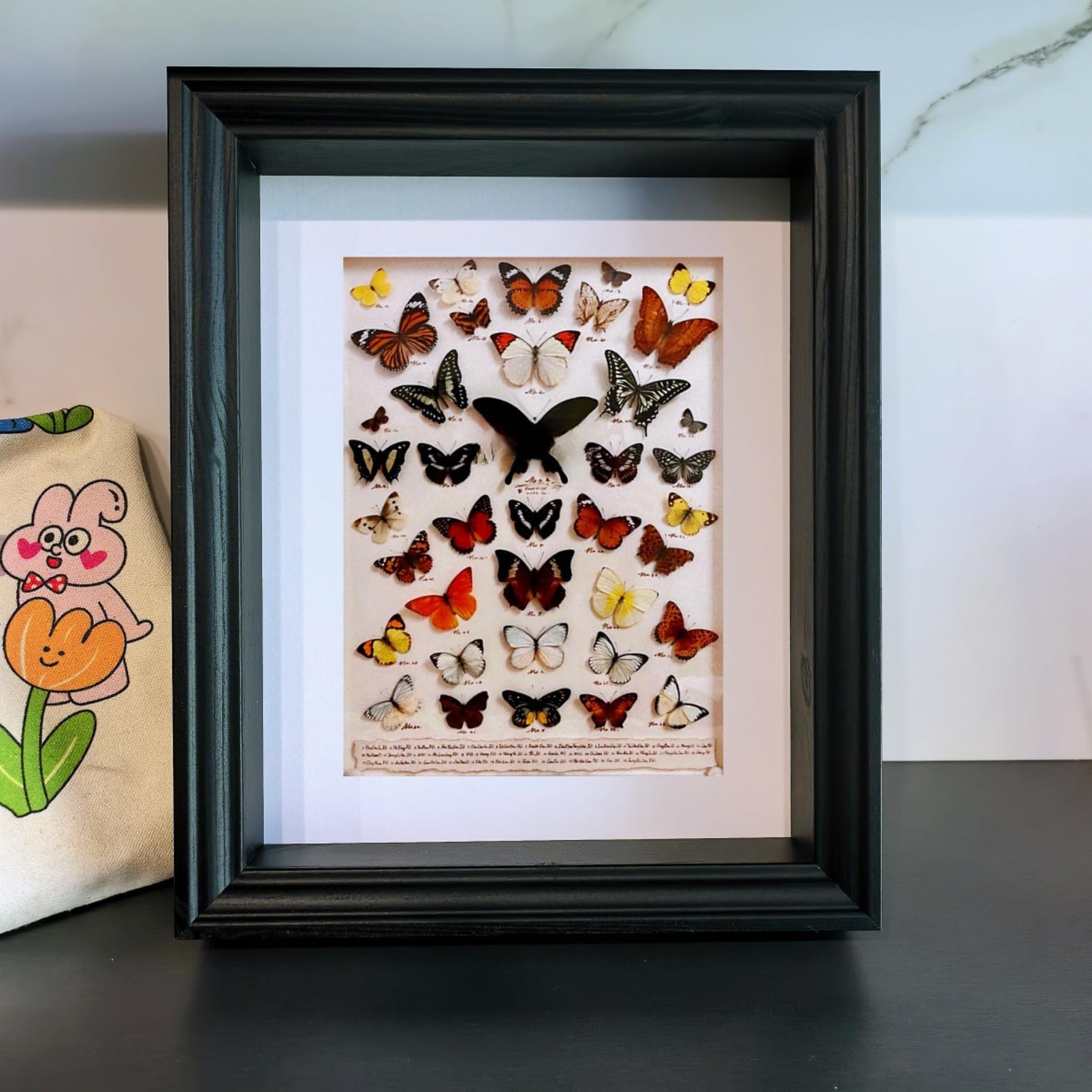 Amazon.co.jp: COZENTA 標本箱 シーラケース 昆虫 小型 木製 MDF