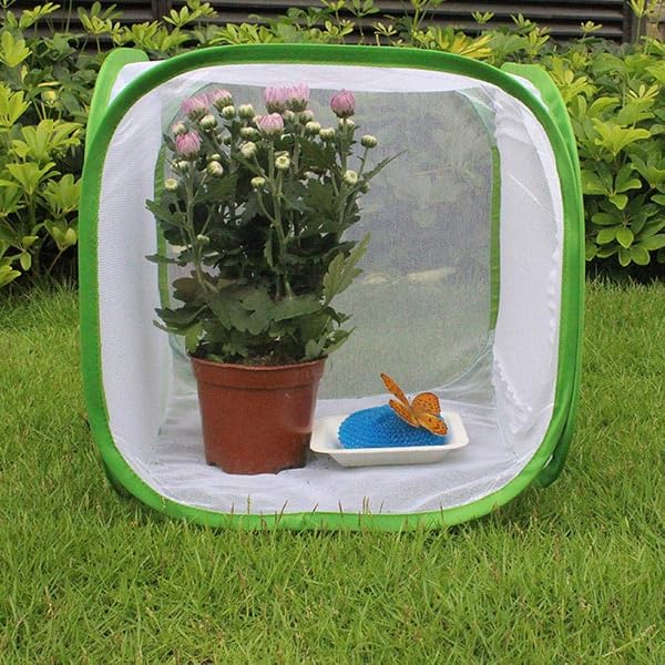 Jaula de hábitat Grande para Insectos y Mariposas, Jaula de cría ventilada con Material de Red de Hilo de poliéster, hábitat portátil de Oruga, para Cultivar Insectos en(30 * 30 * 30cm) - 1