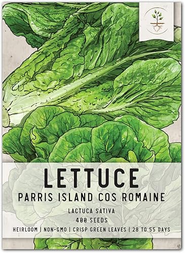 Miniatura 1 de Seed Needs, Parris Island COS Semillas de lechuga romana, 400 semillas tradicionales para plantar Lactuca sativa, sin OMG y sin tratar, ideales para
