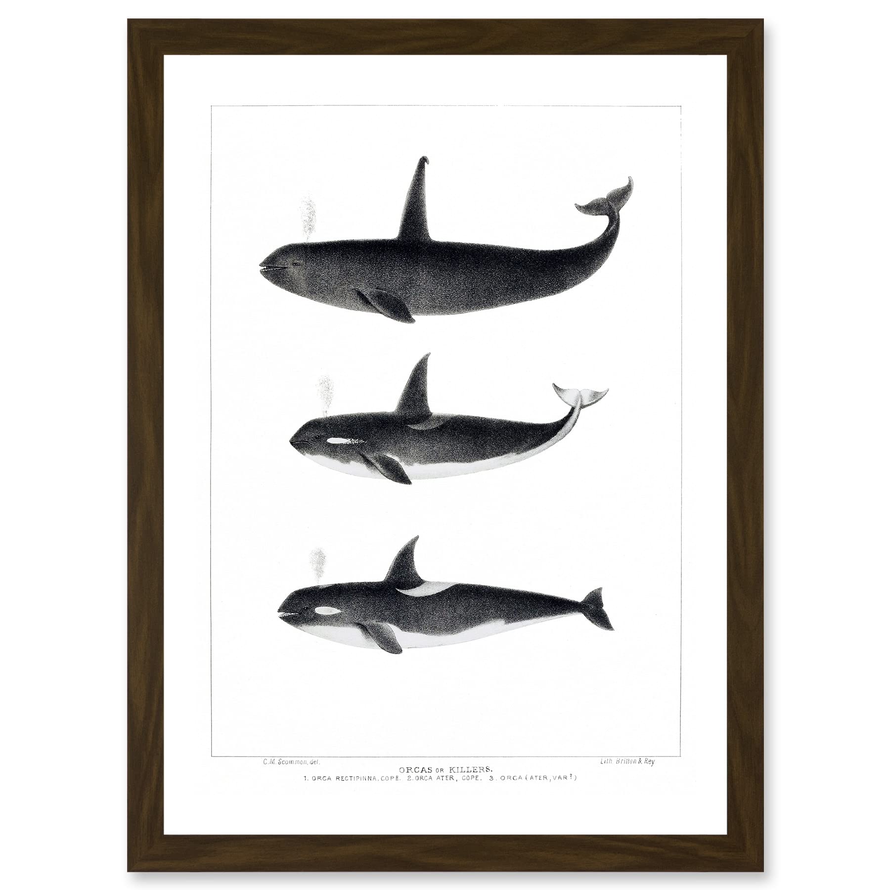 Wee Blue Coo Orca Killer Whales Nature Ocean Sea Life Artwork Framed Wall Art Print A4