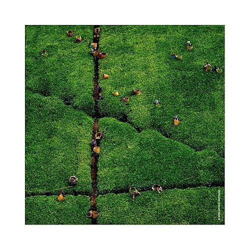 Miniatura 7 de Guerlain Aqua Allegoria Harvest Nerolia Vetiver Eau De Toilette en aerosol, 4.2 onzas (unisex)