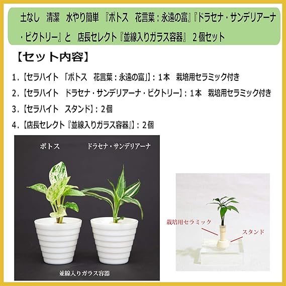 Amazon Co Jp ポトス 花言葉 永遠の富 ドラセナ サンデリアーナ ビクトリー と 店長セレクト 並線入りガラス容器 2個セット スタンドタイプ 土なし 清潔 水やり簡単 セラハイト Diy 工具 ガーデン