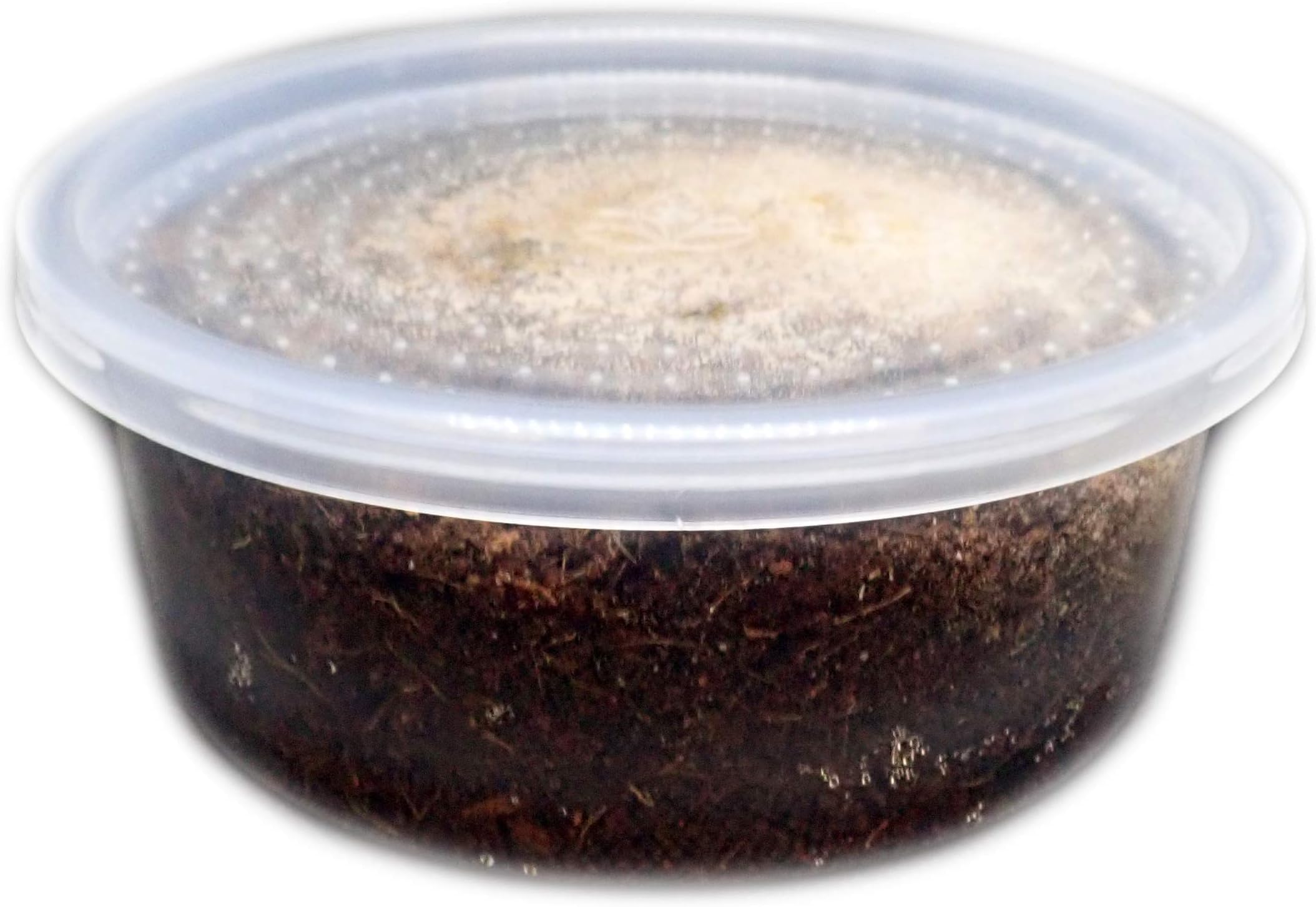Josh's Frogs Temperate Springtail (Collembola) 8 oz Culture