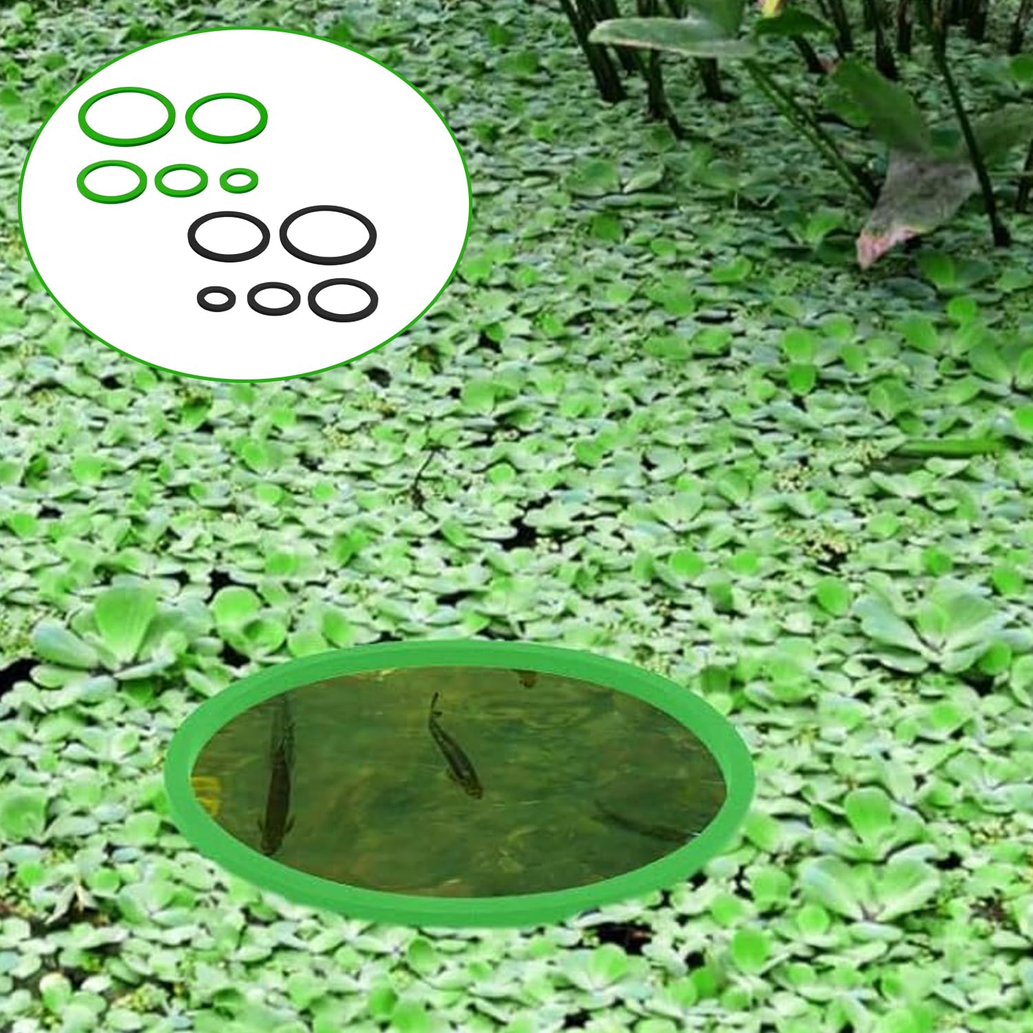 Anelli Di Piante Galleggianti 10 Pezzi, Anello Galleggiante Rotondo Per Acquario, Recinto Per Piante Galleggianti Per Pesci Rossi Tartarughe Nero e Verde