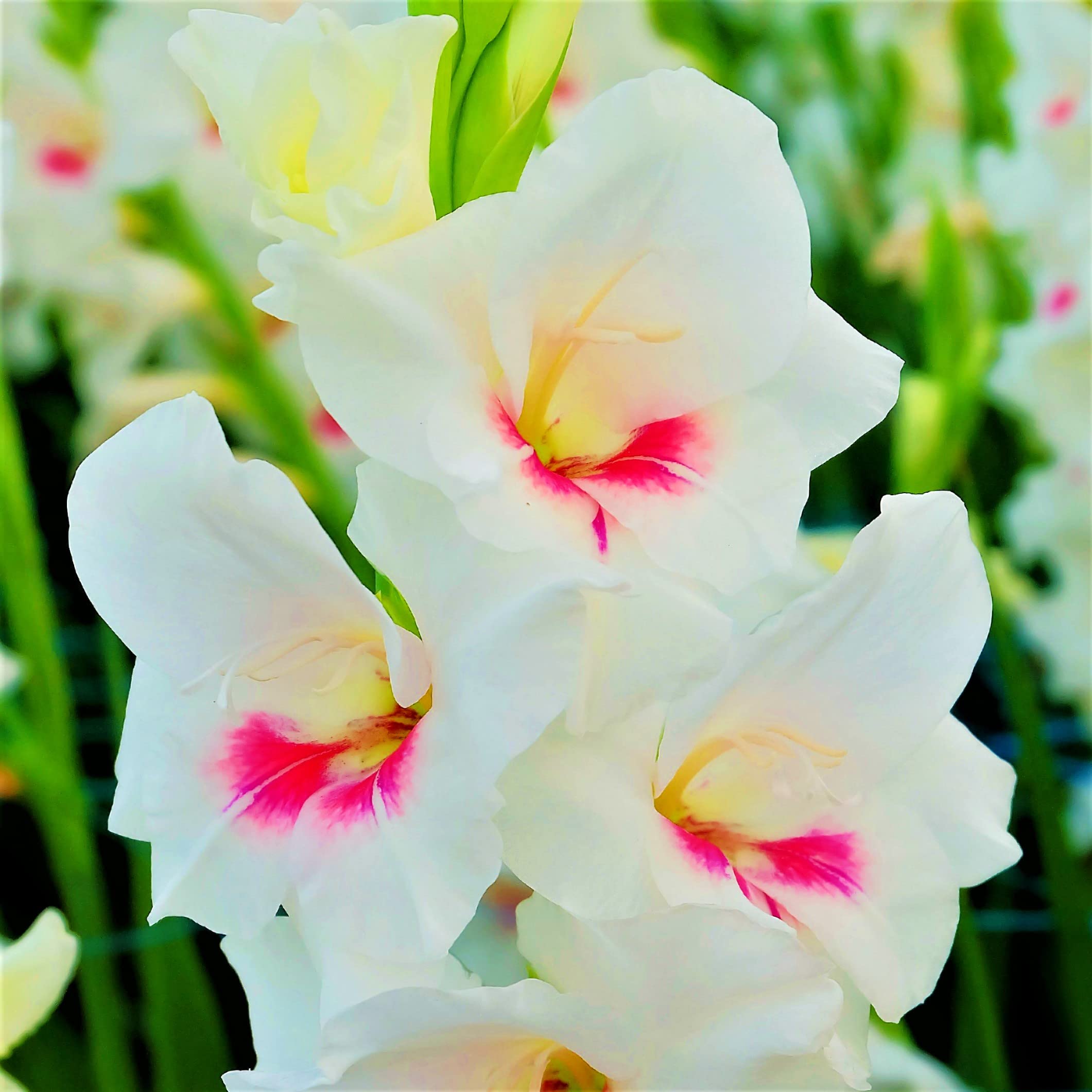 Tim Tim Agro Gladiolus Brilliant Mix Flower Imported & Hybrid Bulbs Best Pack of 25 For Your Home Plant & Garden 4
