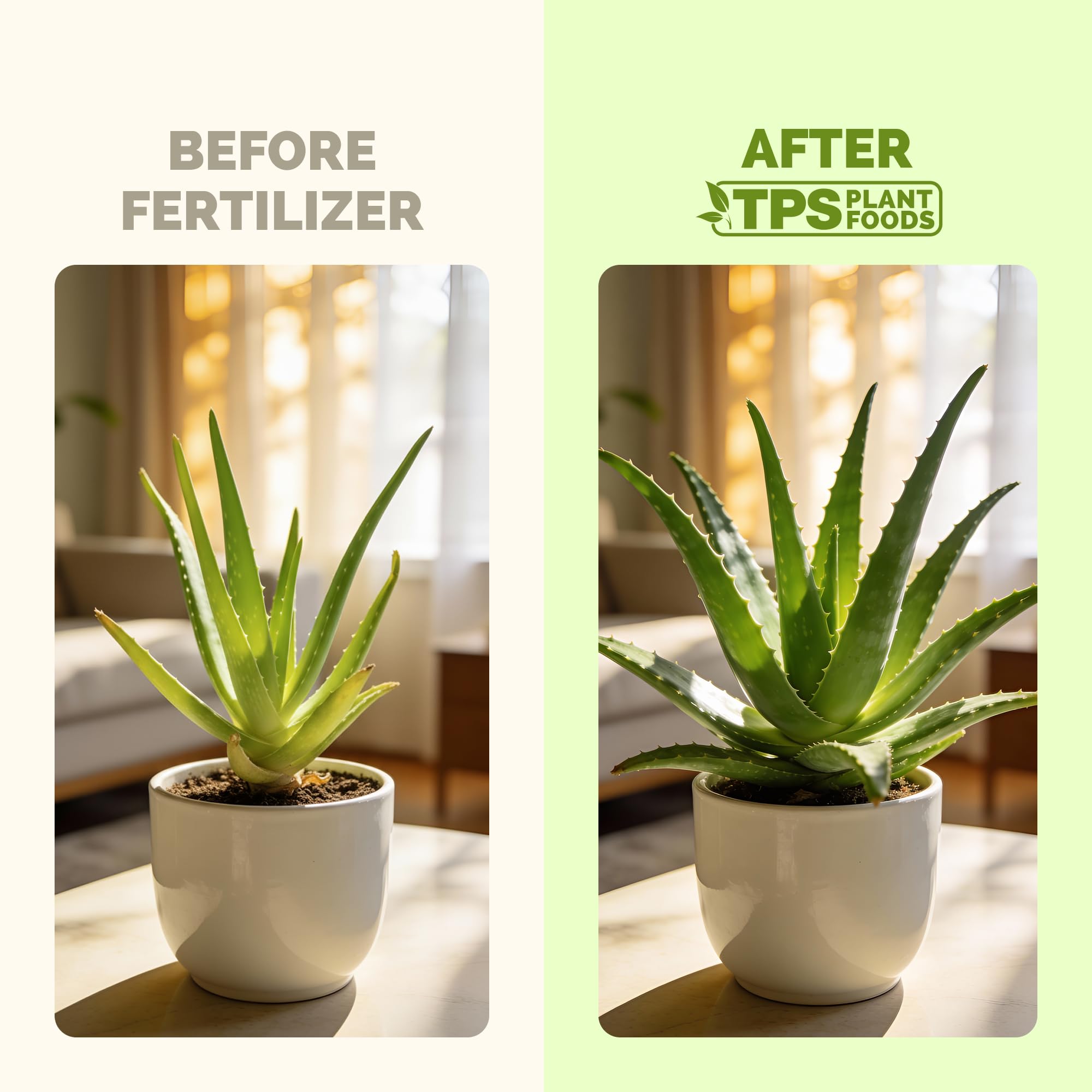 Amazon.com : Aloe Vera Fertilizer for All Aloe and Succulent Plants, Liquid  Plant Food 8 oz (250mL) : Patio, Lawn & Garden