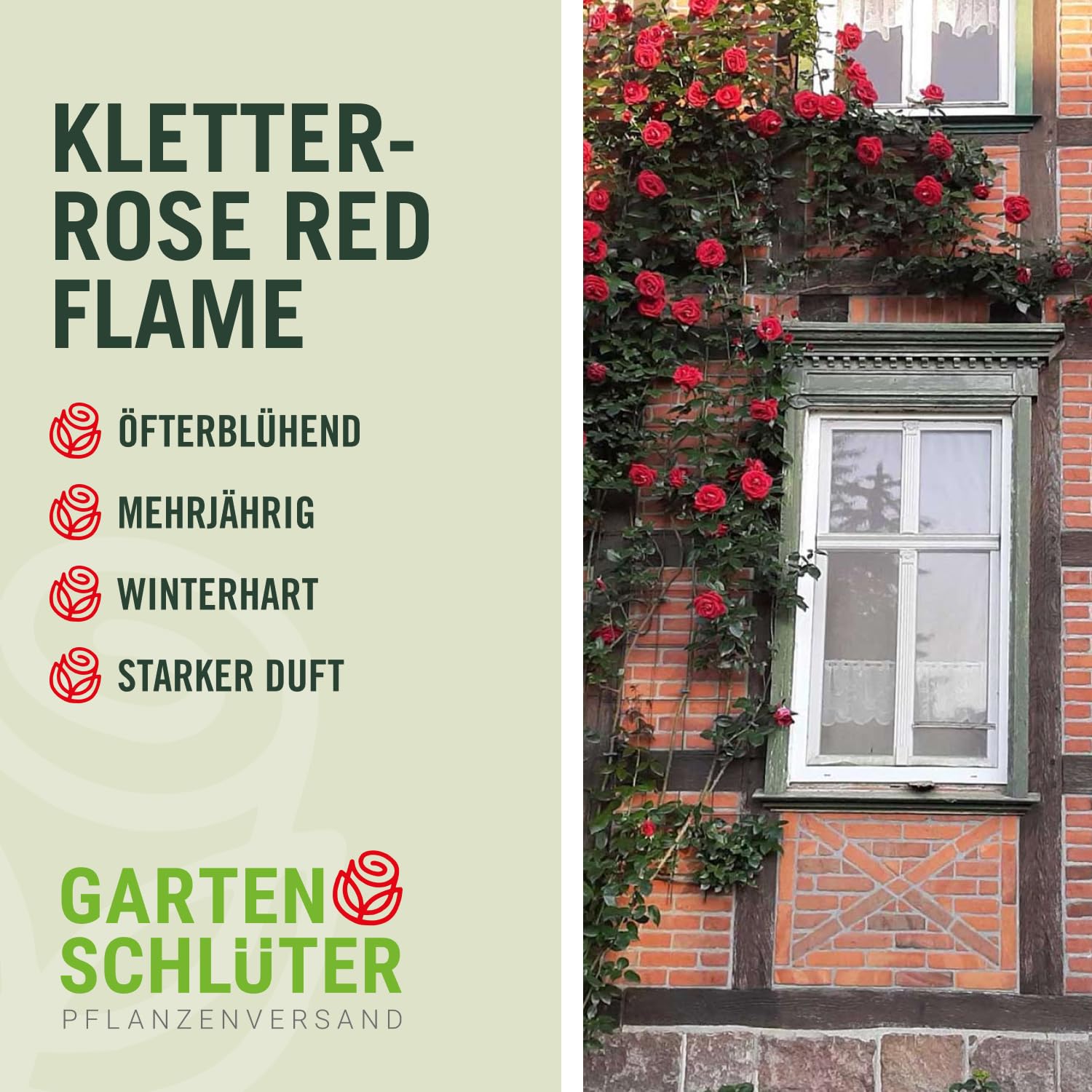 Kletterrose Red Flame in Rot - Kletter-Rose winterhart, stark duftend - Pflanze für Rankhilfe im 5 Liter Container von Garten Schlüter - Pflanzen in Top Qualität