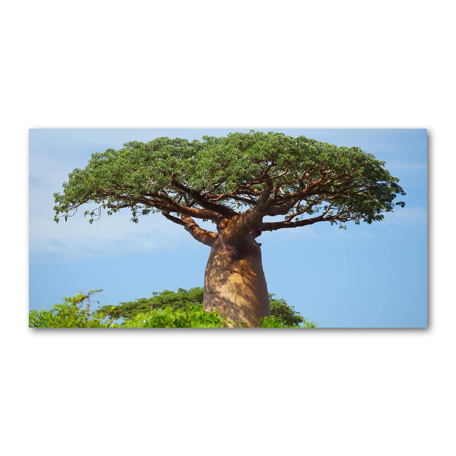 Impression sur verre 120x60 cm de fleurs de baobab vert pour deco cuisine