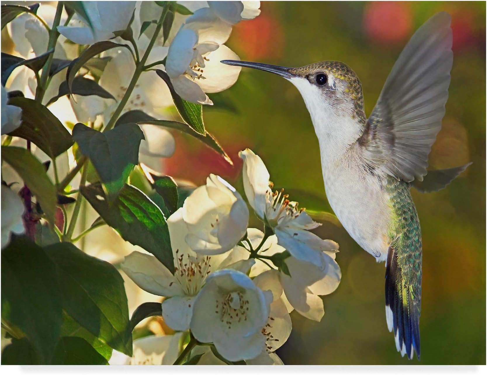 Trademark Fine Art Flower Dance II by Leda Robertson, 24x32-Inch, 24x32