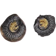 Very Rare Natural Shaligram 10 CM Salagrama Stone Gandaki River Nepal Lakshmi Narayan shaligram from gandki River