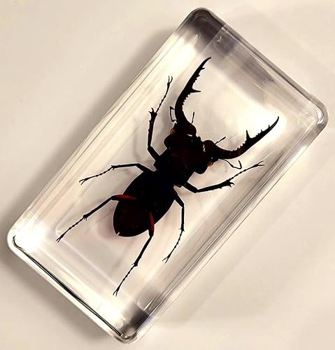 Miniatura 50 de Escarabajo de algodoncillo azul cobalto real de 1.732 in en espécimen de resina de lucita cristalina, insectos, insectos preservados, colección