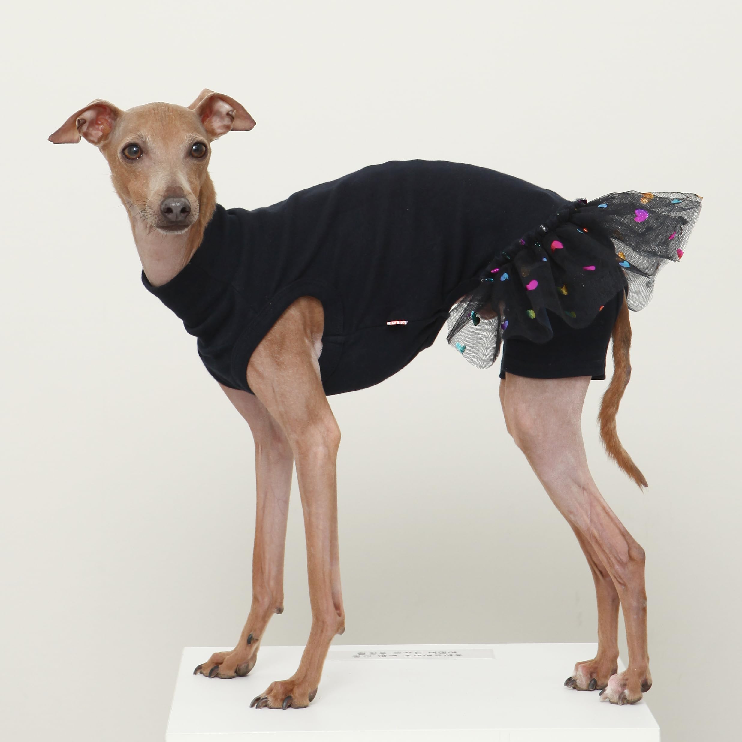 Amazon | D DOGGY STAR イタグレ服 チュチュ レギンス