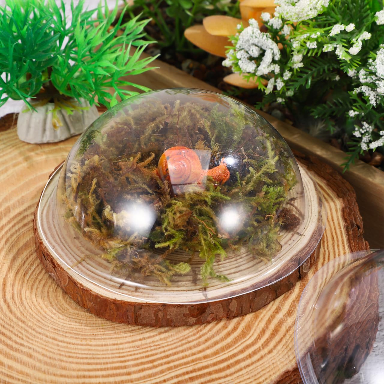 Amazon.com : BESPORTBLE 20Pcs Clear PVC Half Dome for DIY Crafts
