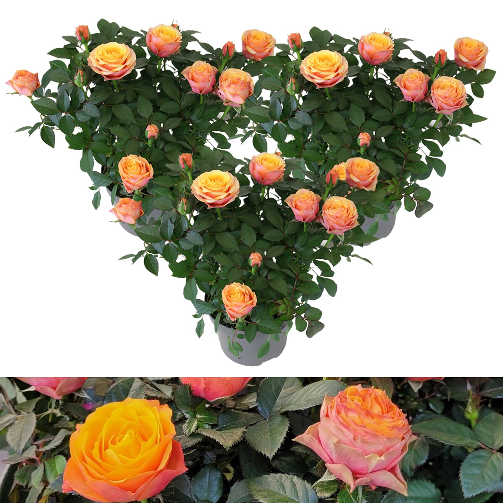 Carbeth Plants - 3 x Real Indoor Rose Firebird Orange Toned Plant - Live Miniature Potted Rose in 10.5cm Pot - Houseplant Perfect for House Warming Present, Birthday and Thank You Gift