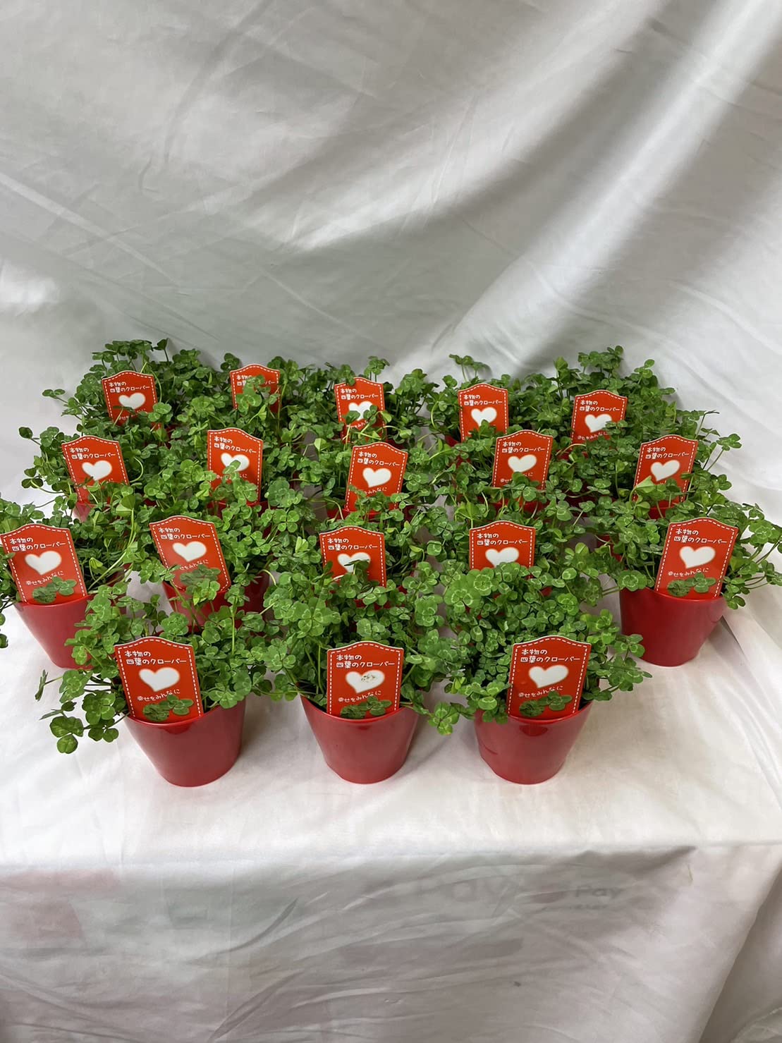 Amazon.co.jp: 四つ葉 の クローバー 鉢植え 苗 種 母の日 父に日