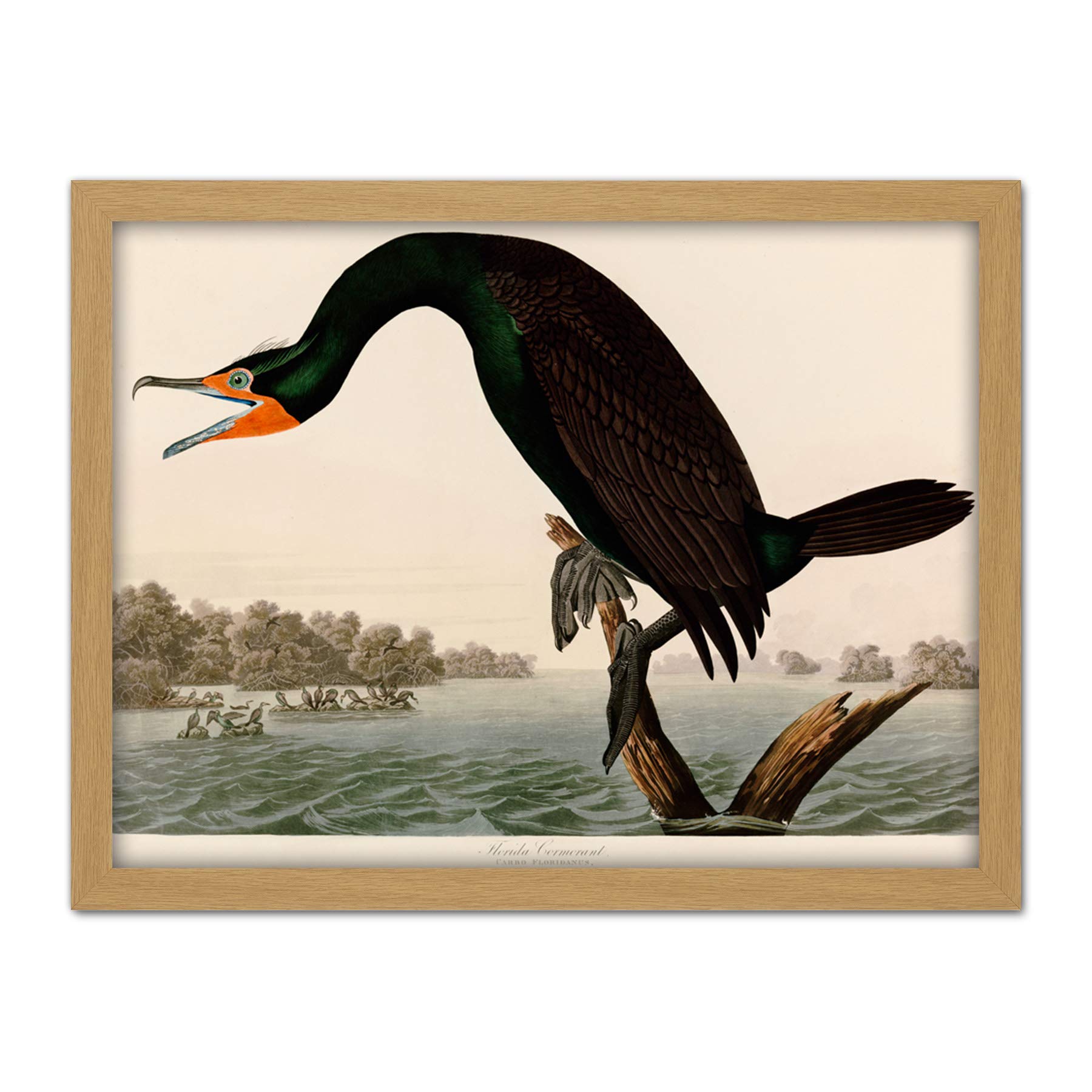 Artery8 Audubon Birds Florida Cormorant Painting Artwork Framed Wall Art Print 18X24 Inch