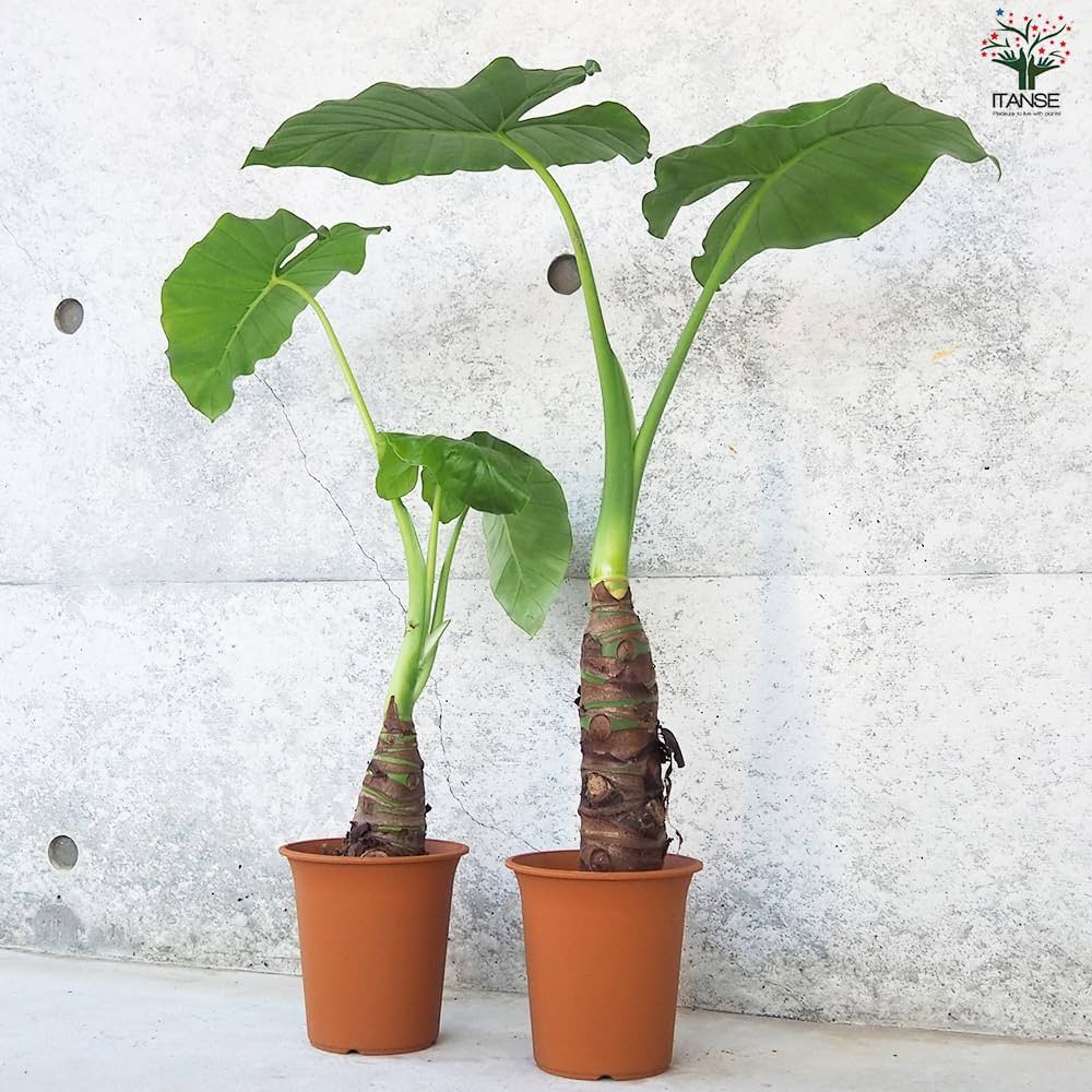 観葉植物 芋科 Amazon｜クワズイモ 4号ポット 2個セット 【品種で選べる観葉