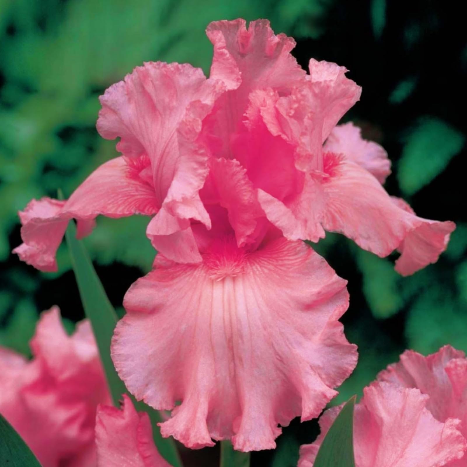 Iris Plants Perennial, Rare and Beautiful Iris Bulbs in Bulk,Planting for Stunning Garden Displays-6bulbs-G