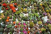 Vista 4 de 25+ Semillas Cactus Suculentas Raras Cactus - Mezcla de flores