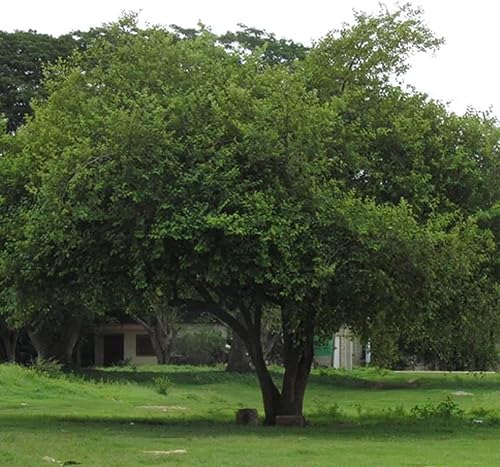 Miniatura 6 de CHUXAY GARDEN Ziziphus Mauritiana-Azufaifa india, ciruela india, fecha, volcadas de manzana 10 semillas de árboles frutales tropicales Jardinería