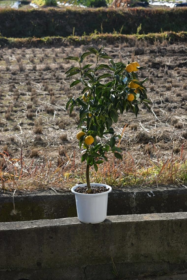 Amazon.co.jp: 花ユズ 柚子一才柚子苗 6号鉢植えゆず : DIY・工具