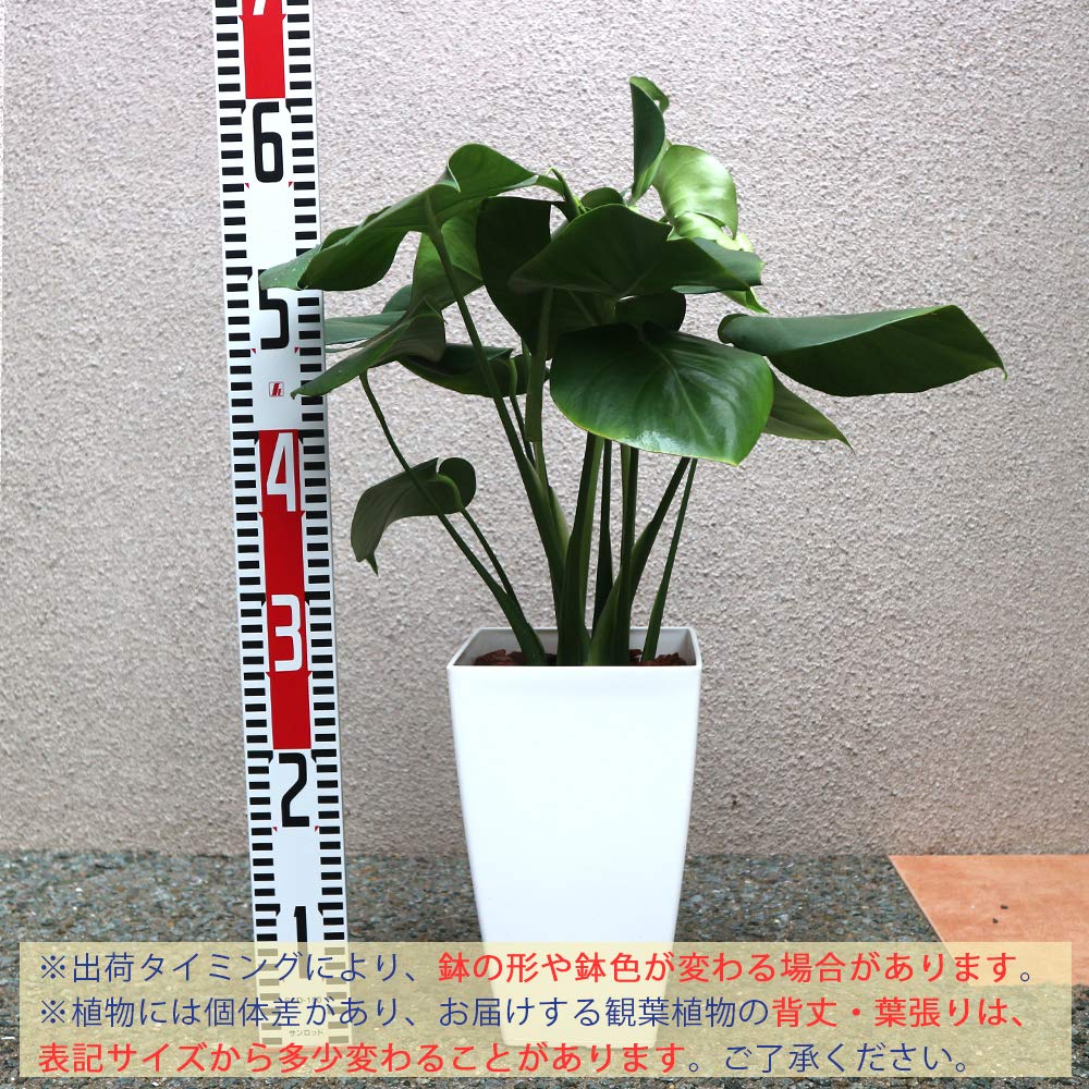 A|C plants モンステラ90 スケルトン 69 ゼブブルー A|C plants