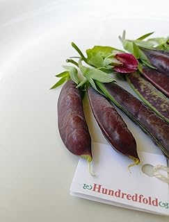 Hundredfold Sugar Magnolia 50 Snap Pea Seeds for Planting - Non-GMO Vegetable with Highly Ornamental Pink & Purple Flowers and Delicious & Sweet Pods, Tall Vines Need Trellis (Support)