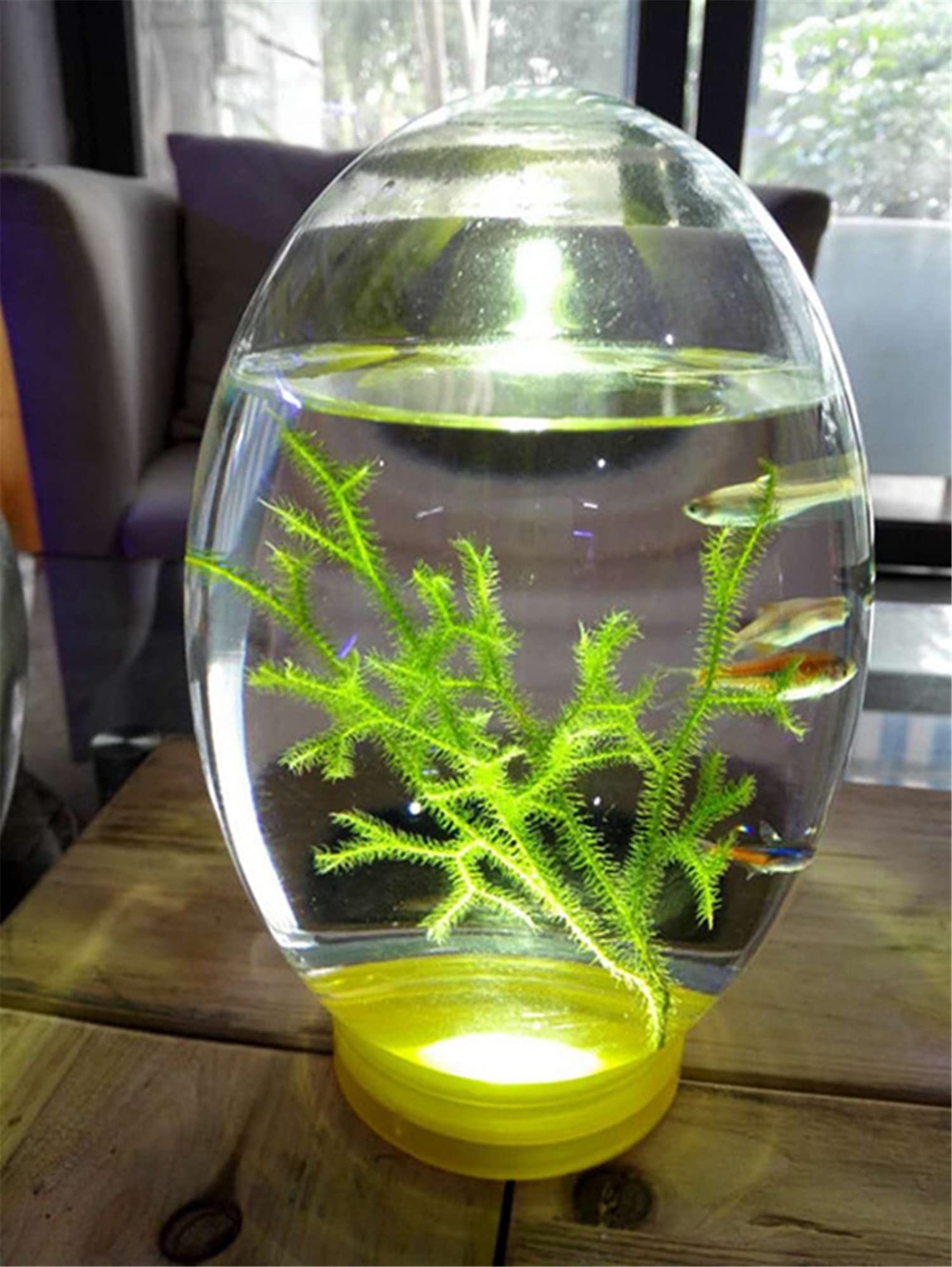 Acquario desktop con ecosistema acquatico chiuso, ecosfera per acquario piccolo, con illuminazione a LED, albero di ferro marino, conchiglia