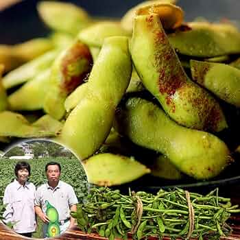 枝豆　黒豆 71Iu-EZfXEL._UF350,350_QL50_.jpg