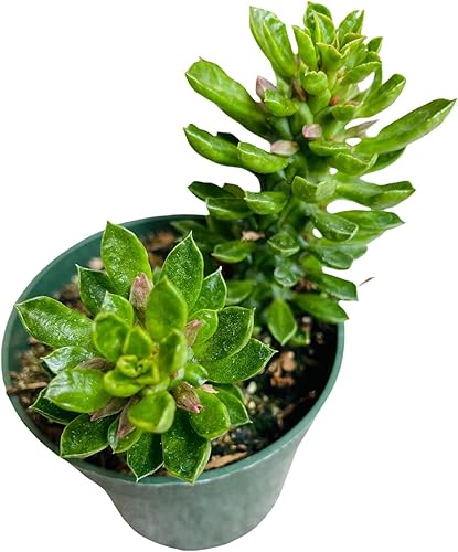 Miniatura 9 de Plantas de cactus suculentas vivas de USKC (maceta de 4 pulgadas) (Kalanchoe Pumila)