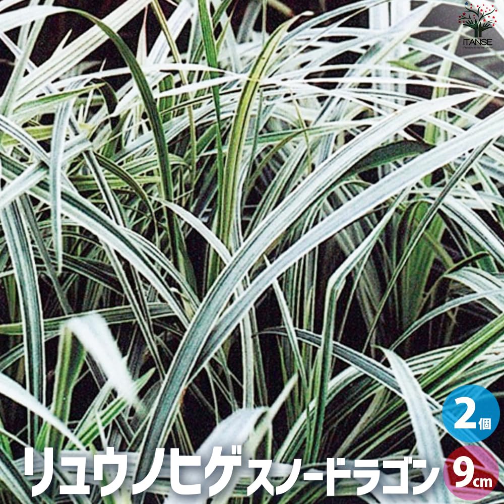 Amazon.co.jp: ITANSE リュウノヒゲ スノードラゴン 9cmポット 2