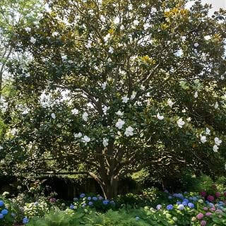 Sweetbay Magnolia Shrub Live Plant | Quart Size Pot | Low Maintenance Flowering Wetland-Friendly Tree | Robust Established Plant for Landscapes