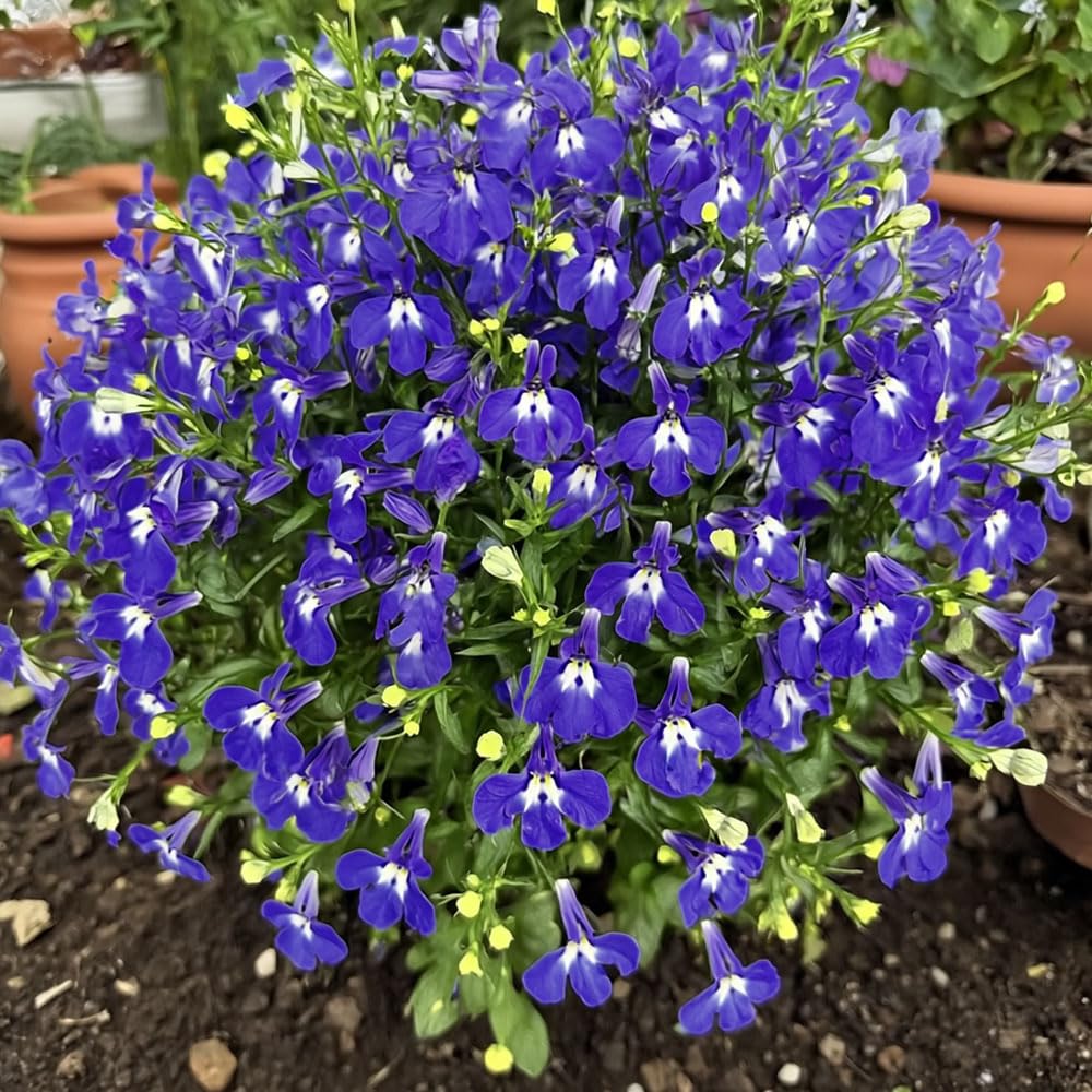 Lobelia Trailing Sapphire Seeds – Cascading Favourite for Pots & Baskets – Half Hardy Annual – for Your Beautiful Garden