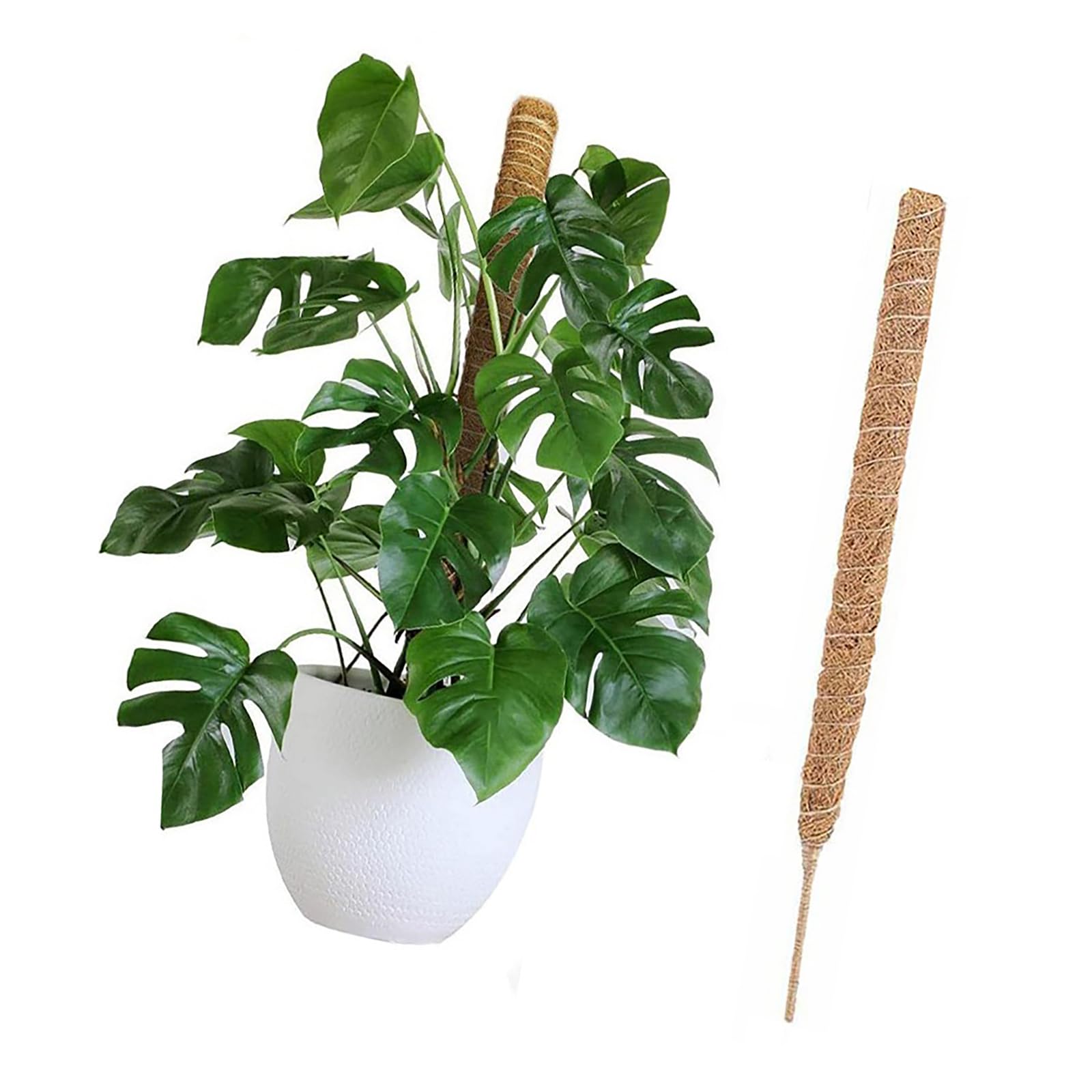Amazon | BinZyronic ヘゴ支柱 120cm 天然ココナッツ製 – 水分保持で発