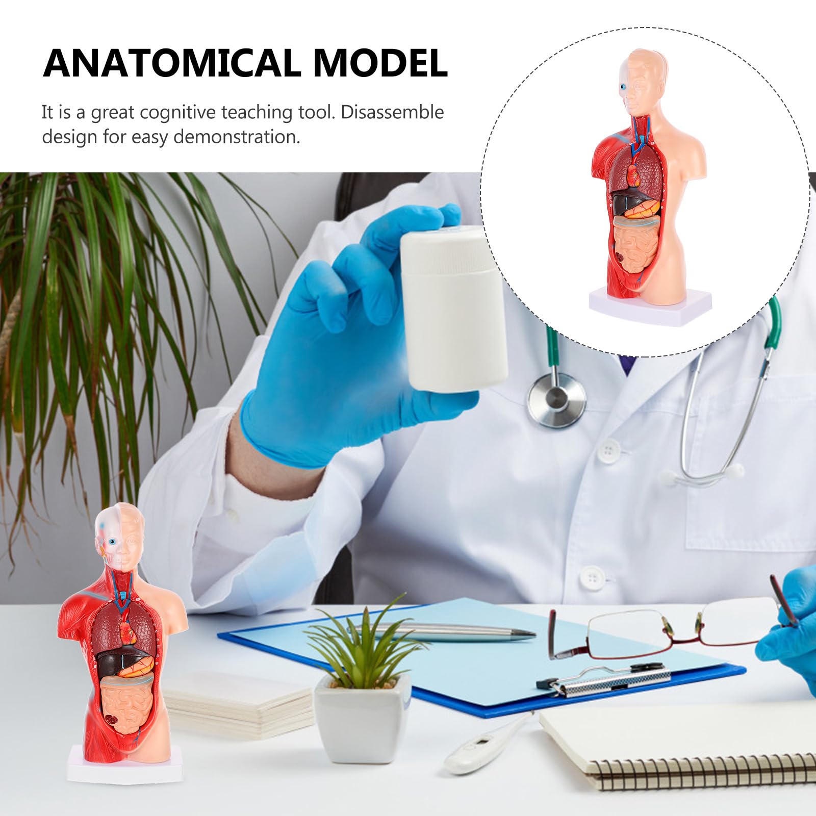 NUOBESTY Anatomisches Herzmodell zur Anschaulichen Demonstration aus Pvc Menschliches mit 15 Abnehmbaren Teilen Zerlegbares Dissektionsmodell für Krankenhäuser und Schulen