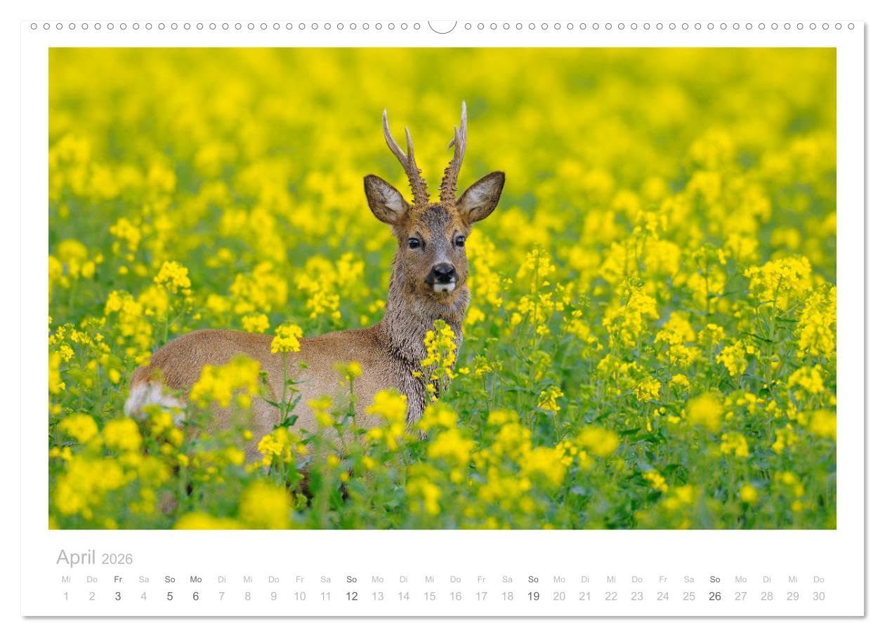 Rehwild 2026 (hochwertiger Premium Wandkalender 2026 DIN A2 quer), Kunstdruck in Hochglanz