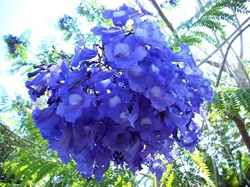 Miniatura 2 de JACARANDA CUSPIDIFOLIA AZUL rara flor trompeta flamboyan semilla 10 semillas