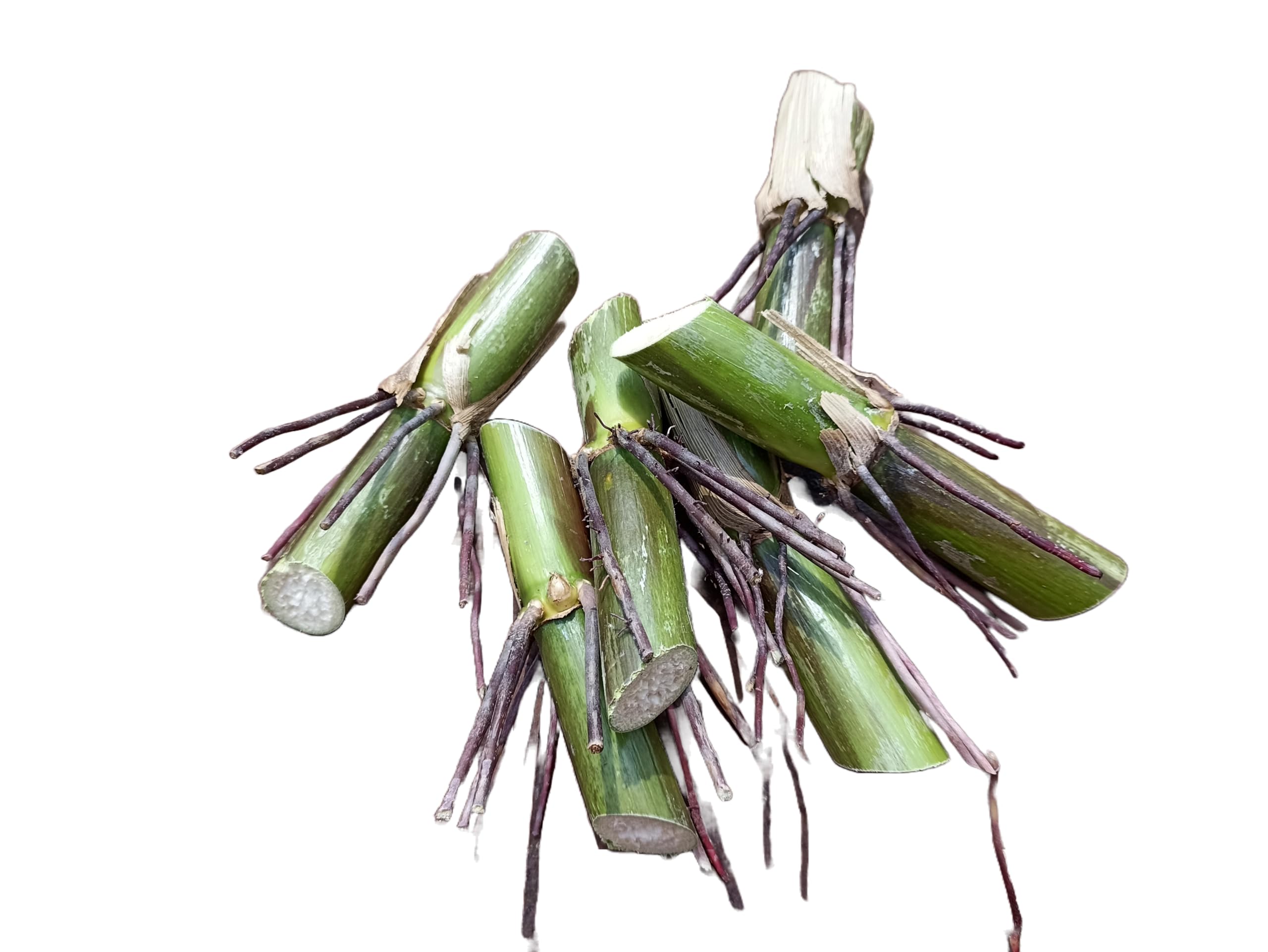 Natural Agrocare Bangladesh Ojana Hybrid Napier Grass/Water King Napier Multi-Cut Grass Single Nodes Stick/Slips (Pack of 25 Fresh Stick) (B0CFJSHRHS) Amazon Price History, Amazon Price Tracker