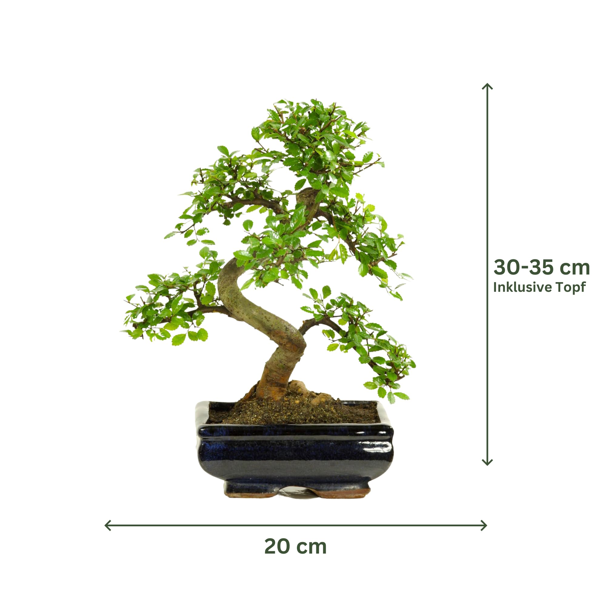 Bonsai mit Keramik Blumentopf ca. 8-9 Jahre alt, 35-40 cm Höhe - Pflegeleichter Indoor Bonsai für Anfänger & Profis, Dekoratives Zimmerpflanze, Ideal für Büro & Zuhause