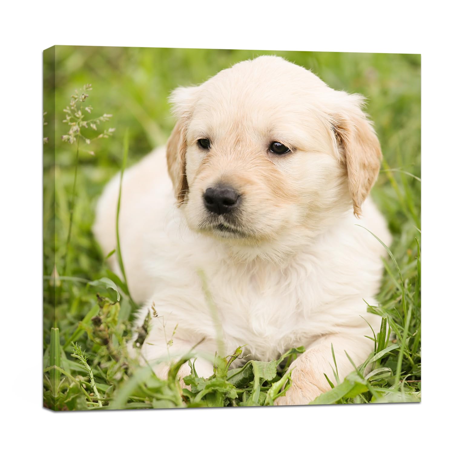 GagetElecCustom Canvas Prints with Your Photos,Personalized Canvas Pictures Wall Art with Frame Customized Christmas Gifts for Friends,Family,Pets