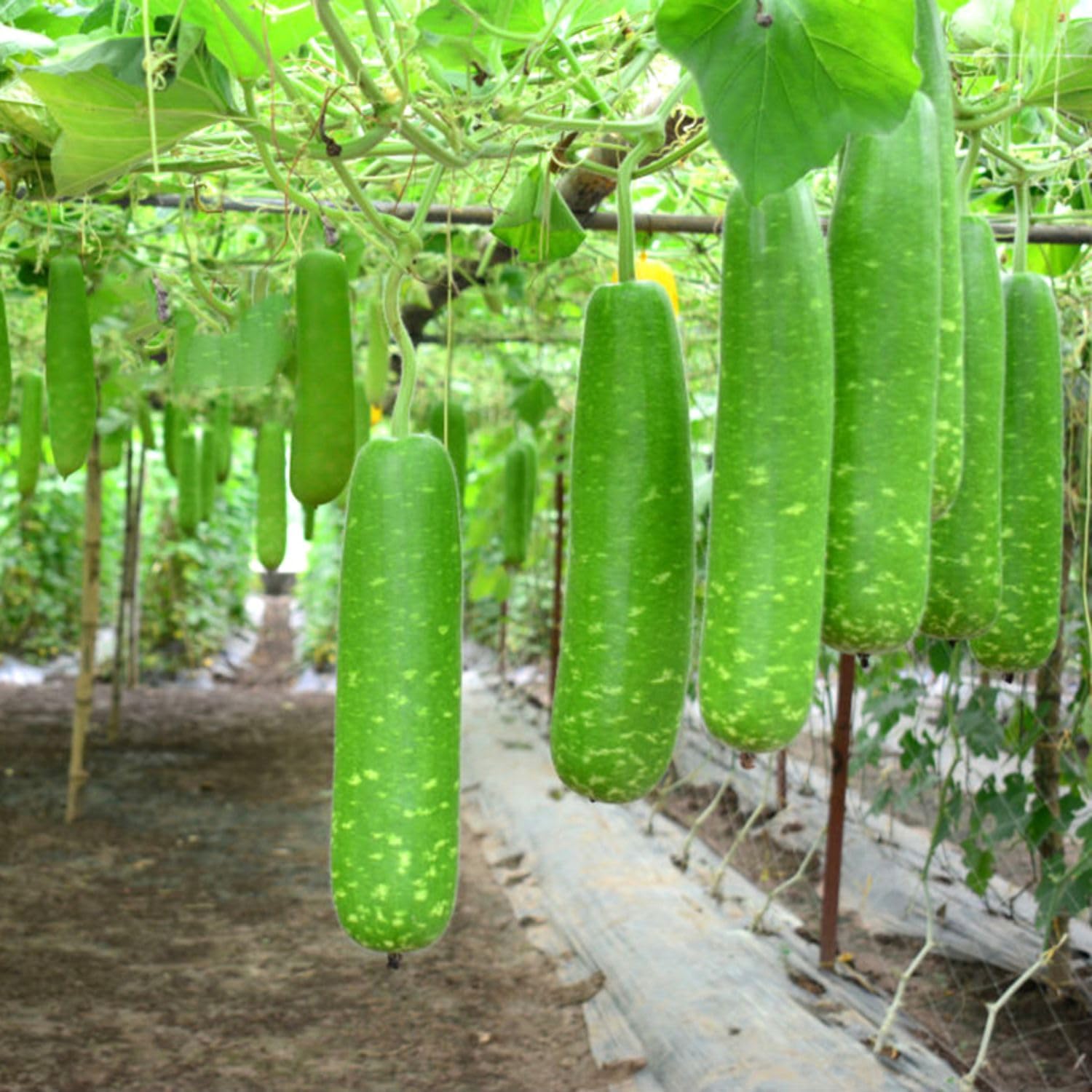 4 Pack x 26 Seeds - Long Bottle Gourd Seeds for Planting - Calabash Or Opo Squash Seeds | White-Flowered Gourd Squash Lauki Doodhi Seeds | Lauki Or Dudhi Sponge Gourd Cucuzza Seeds
