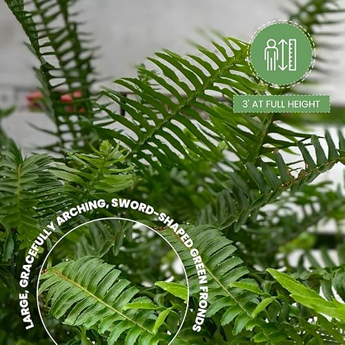 Vista 9 de American Plant Exchange Planta de helecho cola de zorro viva, maceta para decoración del hogar y jardín, maceta de 10 pulgadas