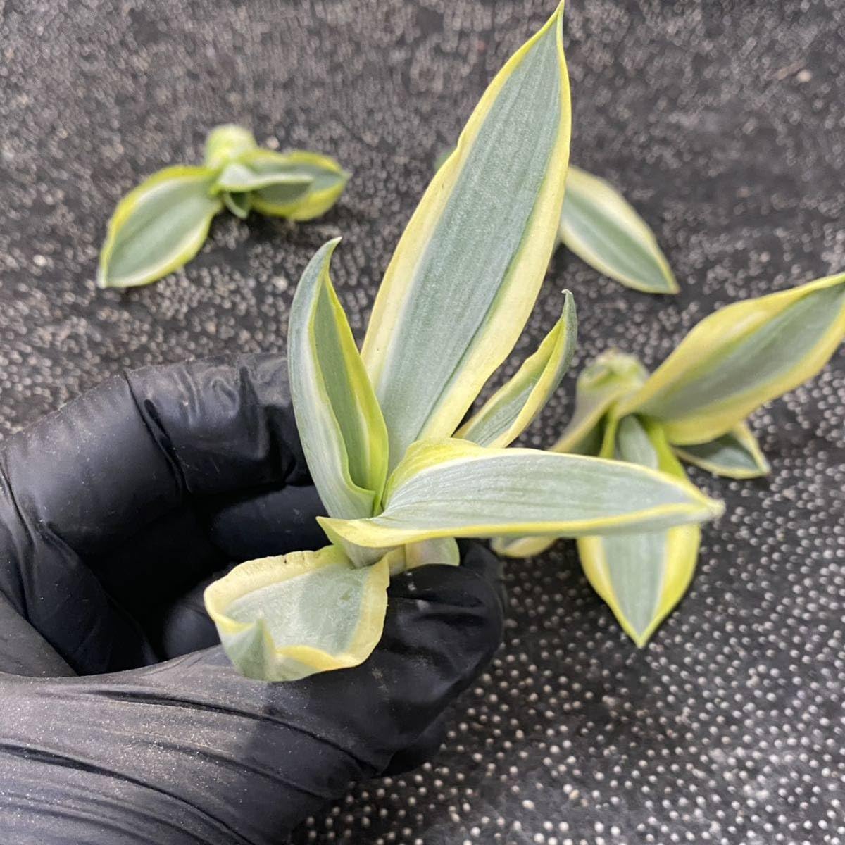 多肉植物 アガベ デスメティアナ ブルームーン / 銀河旅人 小株 21株同梱 Amazon.co.jp: 多肉植物 アガベ デスメティアナ ブルームーン 銀河旅人