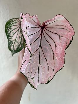 Pink Symphony Caladium Bulbs 2 Pack Vibrant, Color-Changing Indoor/Outdoor Perennial Foliage Plant with Hand-Painted Multicolored Leaves for Garden & Home Decor