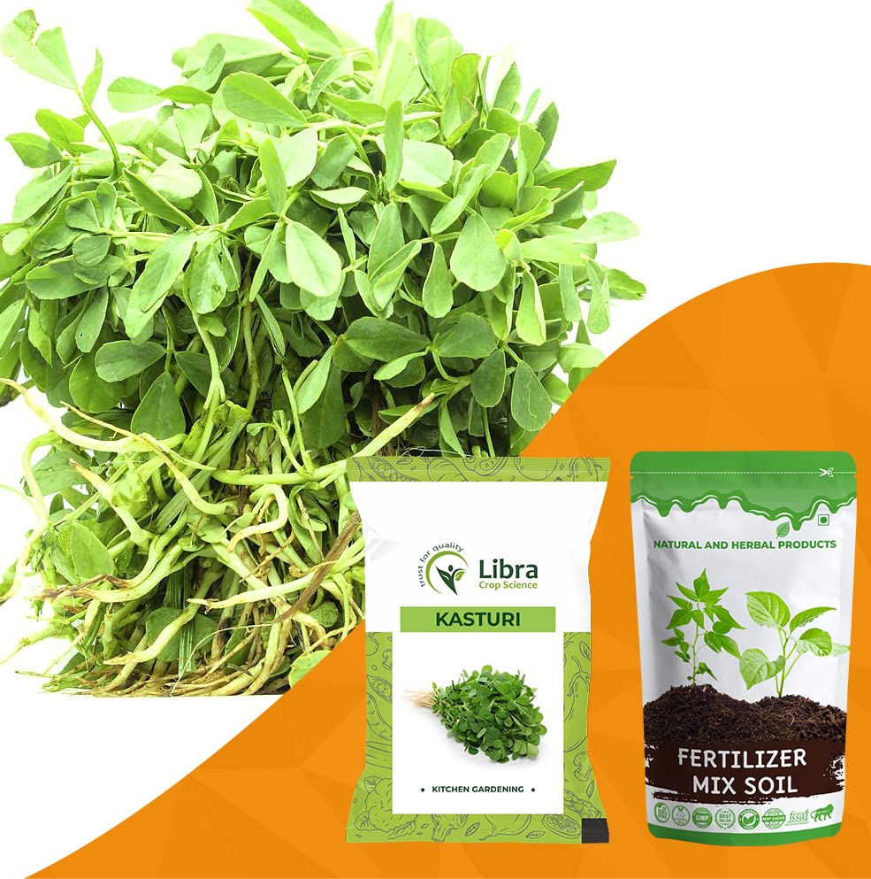 Fenugreek Seeds for Home Garden | Farming | Vegetable | Kitchen | Hybrid | Planting | Terrace | Balcony | Eating | Methi | Trigonella Foenum Graecum - 40 Gram : 2024 Seed (B0B31M2VTH) Amazon Price History, Amazon Price Tracker