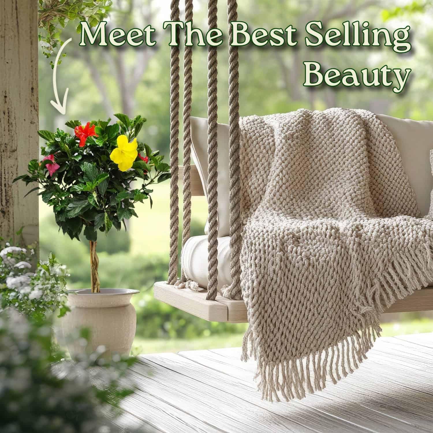 Braided Hibiscus Tree - Mixed (3 to 4 Flower Colors) - Overall Height 36" to 42" - Tropical Plants of Florida