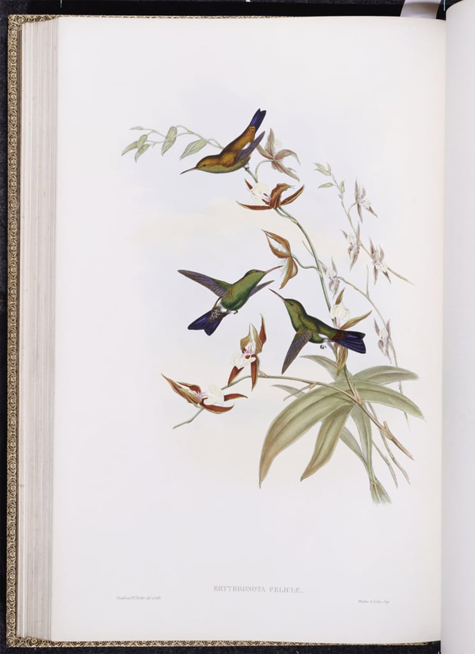 SERENDIPITP Abstract Painting Mural Print Picture Wall Decor Painting Animal Bird a Monograph of Trochilidae or Family of Hummingbirds by John Gould Vintage Wall Artwork for Home Decor 60x90cm